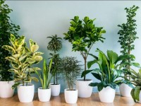 TOP 15 καλύτερα φυτά εσωτερικού χώρου για το σπίτι